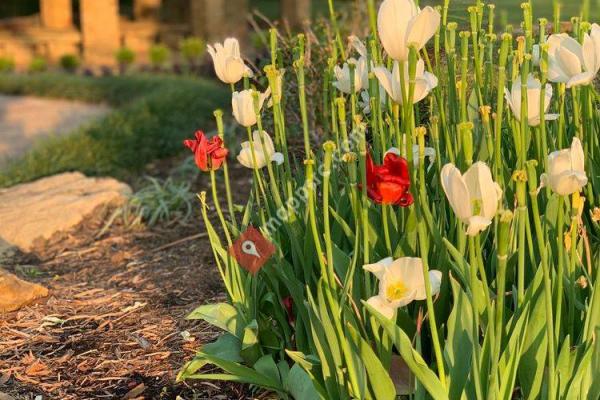 Grapevine Botanical Gardens