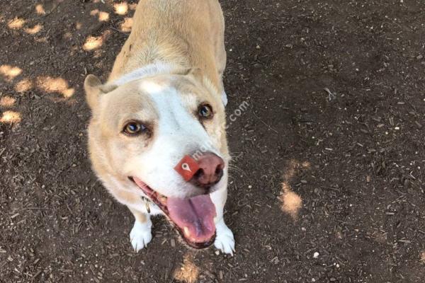 Greenbelt Dog Park