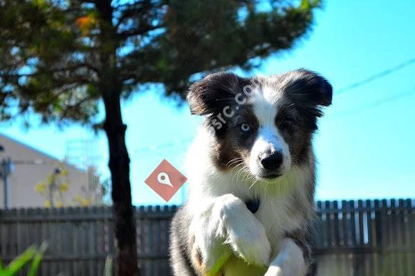 Greystone Pet Hospital