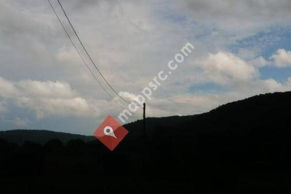 Griggs Gulf State Forest