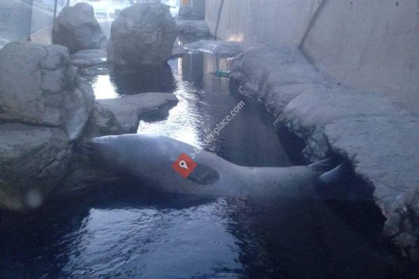 Harbor Seals Exhibit