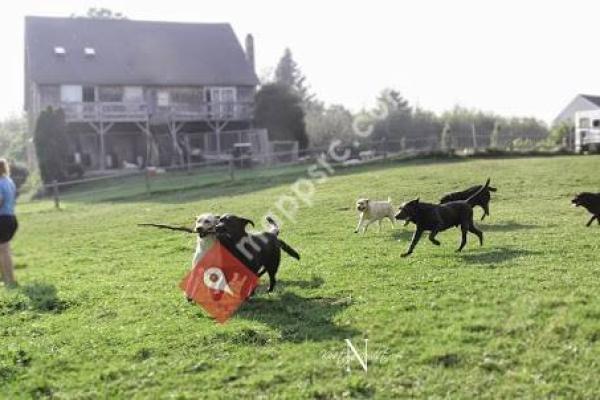 Hoof-N-Paw English Labradors