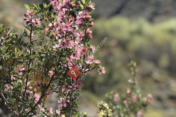 Hunter Creek Waterfall Trail