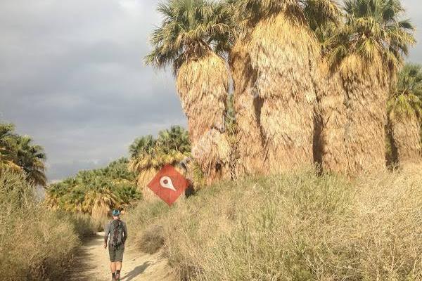 Indio Hills Palms