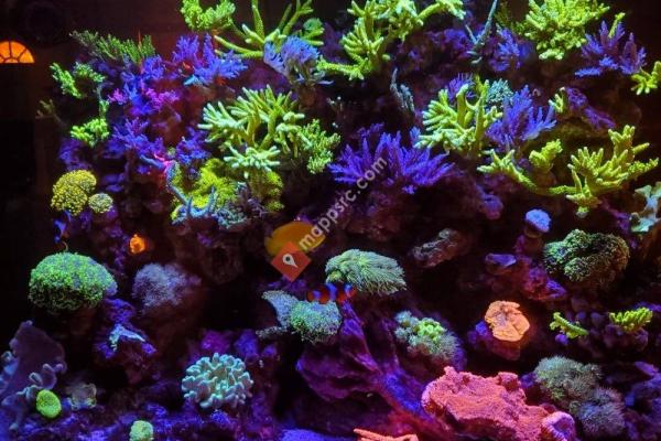 Intrinsic Reef Design