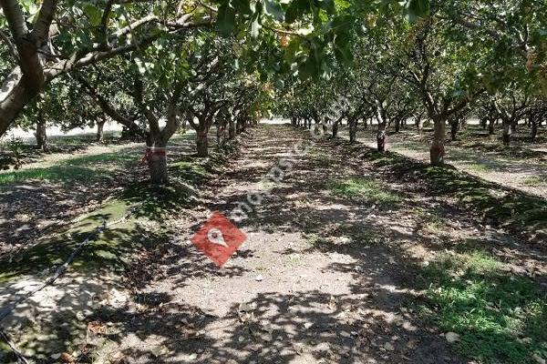 Kearney Agricultural Research and Extension Center