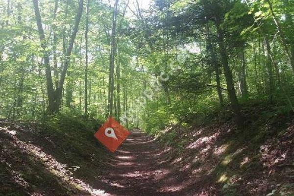 Lantern Hill Trail