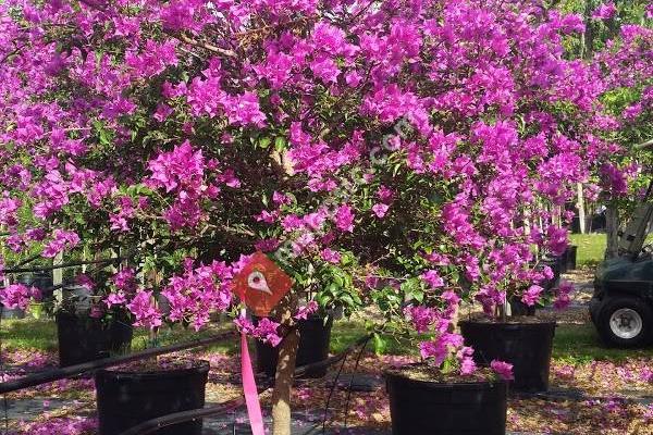 Lychee Tree Nursery