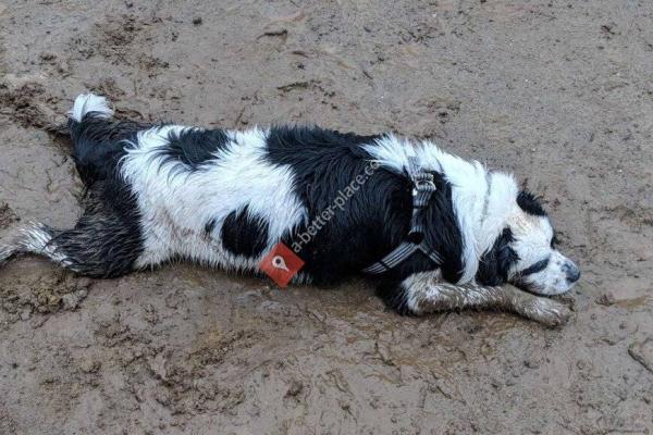 Lynndale Off Leash Dog Area