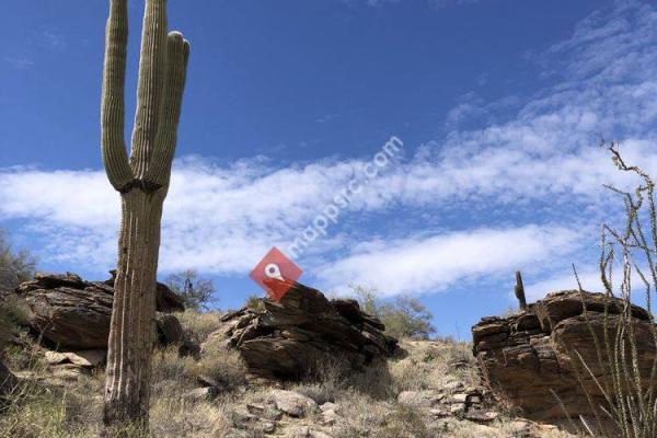 Mad Desert Trekking