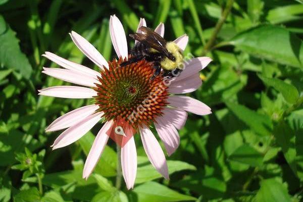 Maine Board of Pesticides Control