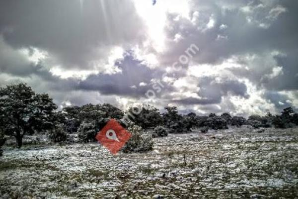 Marcus / Karla Willie Residents