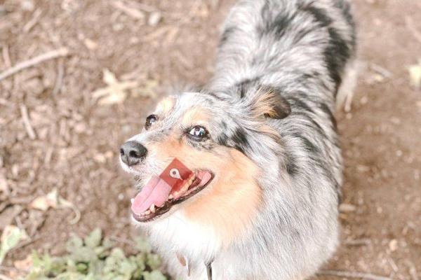 McCarren Park Dog Run