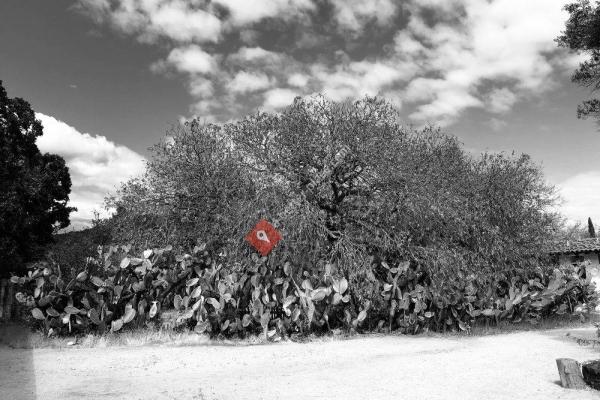 Mission San Francisco Solano