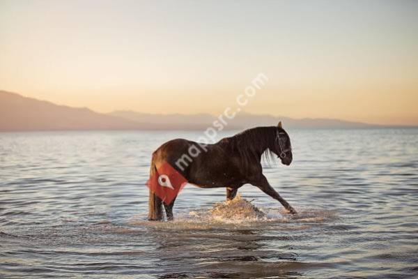 Mountain Point Equine Hospital