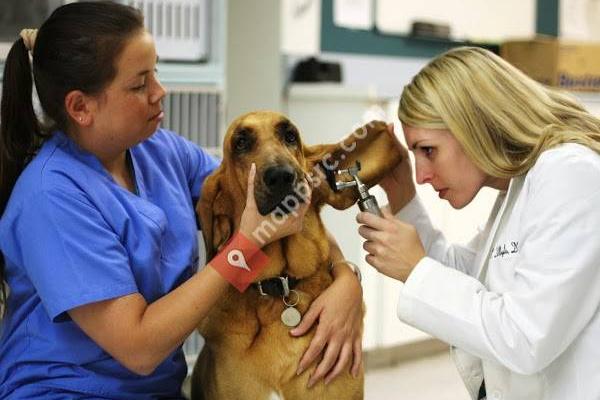 Murrieta Animal Hospital