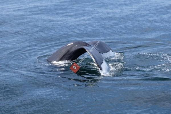 New England Aquarium Whale Watch