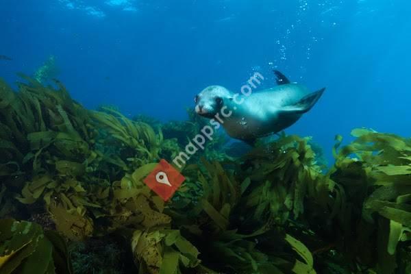 Ocean Safari Scuba