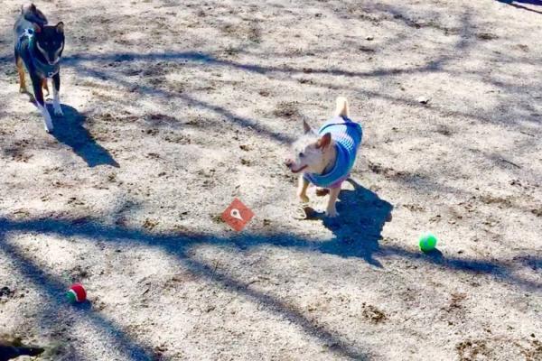 Overpeck County Park Dog Run - Henry Hoebel Area