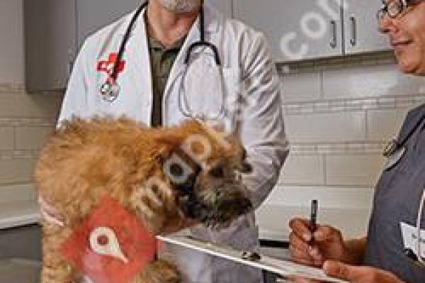 Petco Veterinary Services