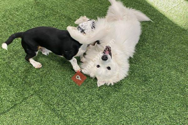 Rainy Days Indoor Dog Park