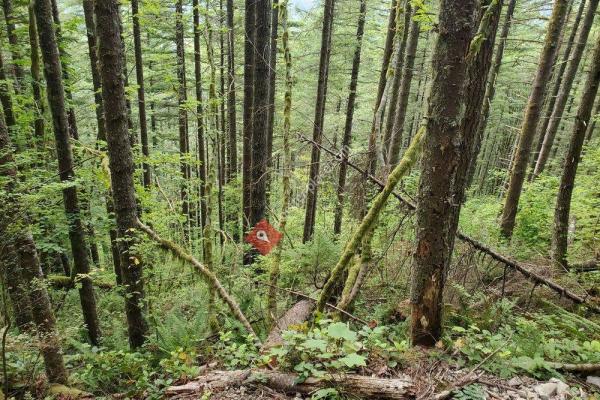 Rattlesnake Mountain