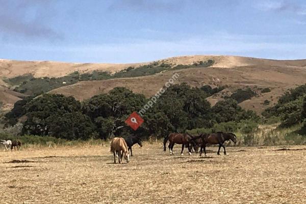 Return To Freedom American Wild Horse Sanctuary