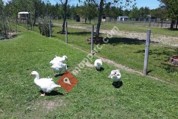 Roscommon Zoo