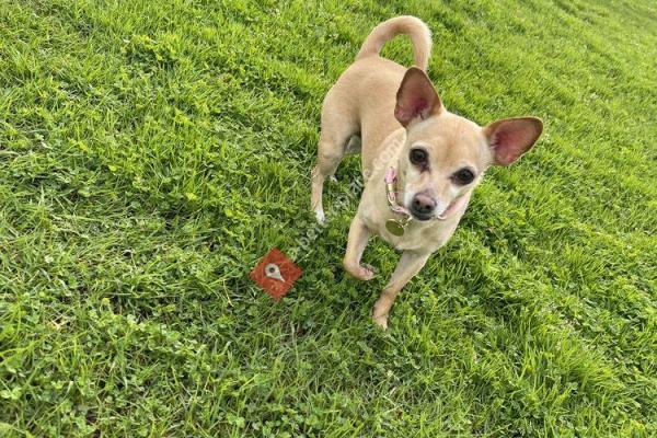 Ruff Routes Dog Walking