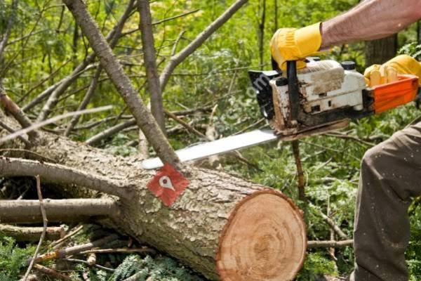 Safe Co. Tree Service,Firewood,Stump Removal,Tree Contractor,Tree Removal in Loganville, GA