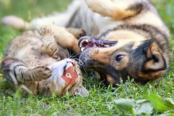 Sangaree Animal Hospital - Cane Bay