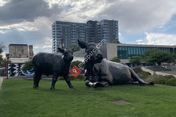 Scottish Angus Cow and Calf