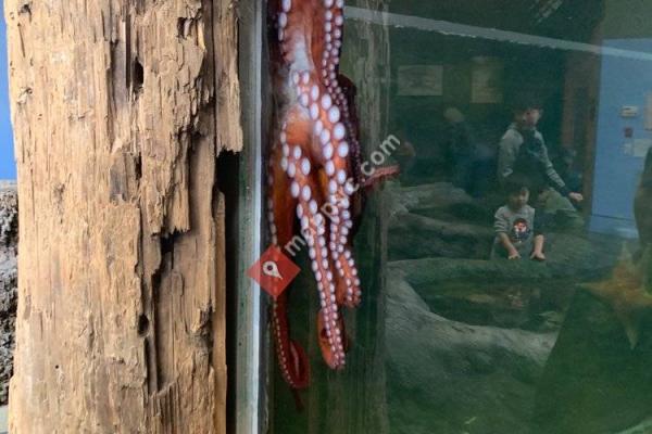 SEA Discovery Center