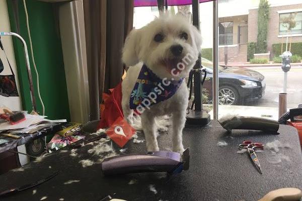 Soggy Dog Grooming And Pet Supplies