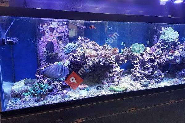 Something Fishy: Saltwater Aquarium Superstore