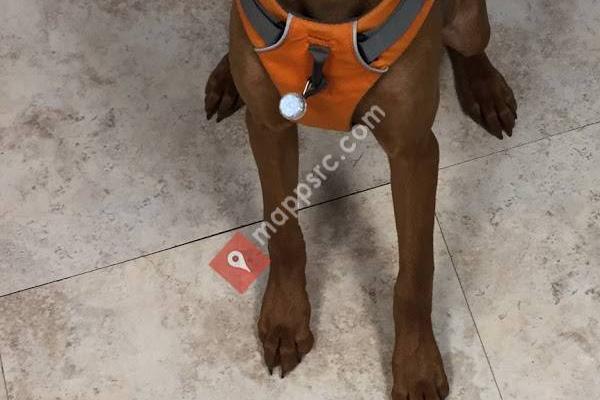 South Coastal Animal Health