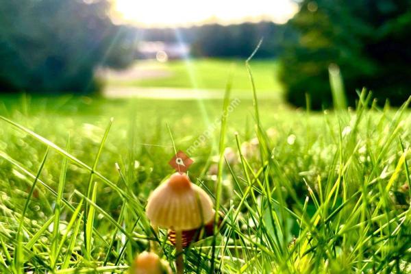 South Whidbey Park & Recreation District