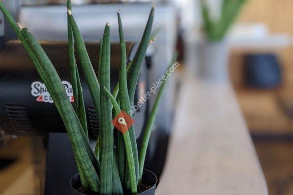 Spiller Park Coffee - Toco Hill