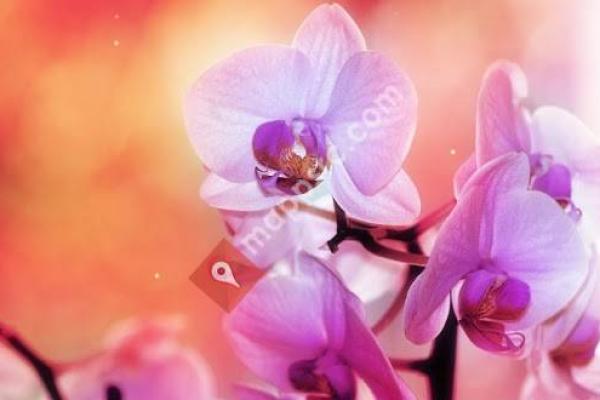 Spirit Of Beauty Spa