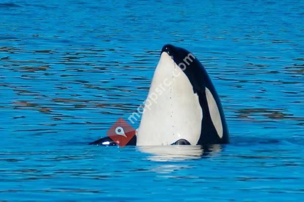 Spirit of Orca Whale Watching & Wildlife Tours