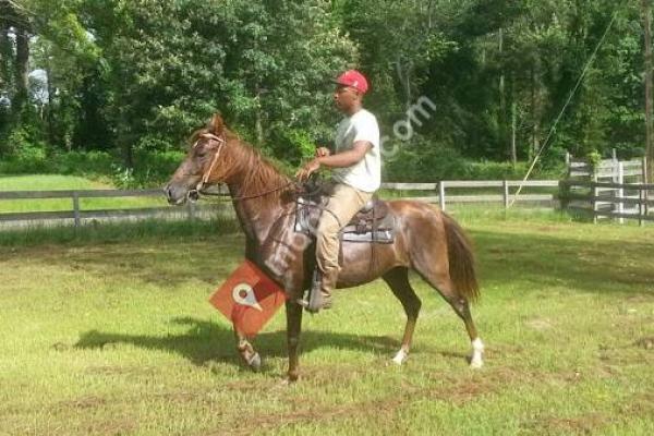 St John Ranch Louisiana Horse Riding