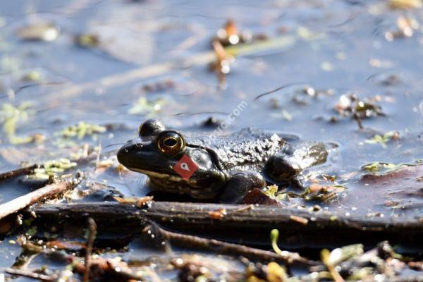 Tenafly Nature Center