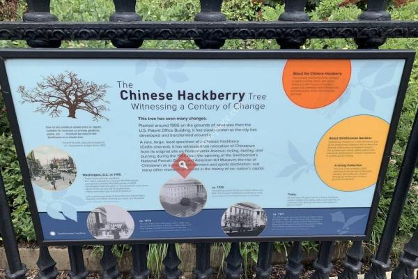 The Chinese Hackberry Tree