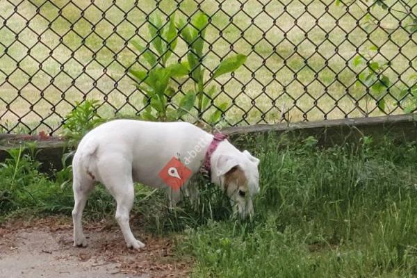 The Pup Park on Chelsea