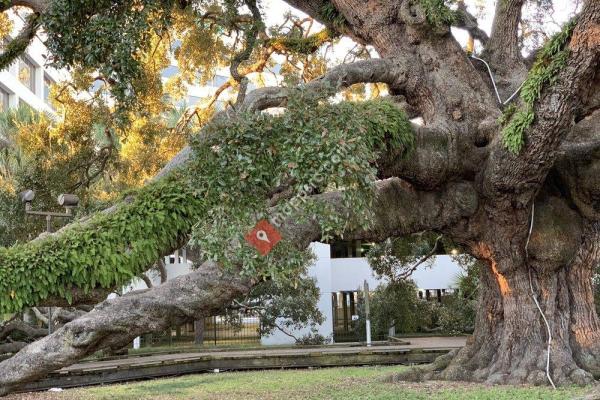 Treaty Oak Park