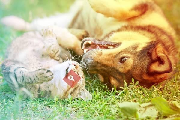 UF Pet Emergency Treatment Services, Ocala