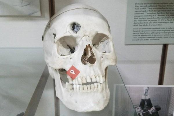 Warren Anatomical Museum