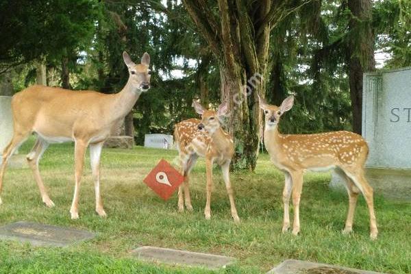 Washington Cemetery Inc