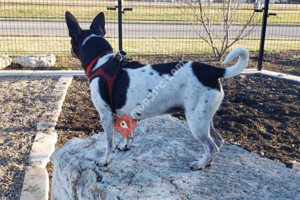 Wells Branch Dog Park