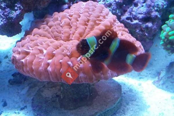 Your Reef Aquarium